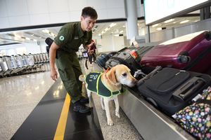 检疫侦缉犬在口岸管制站执勤